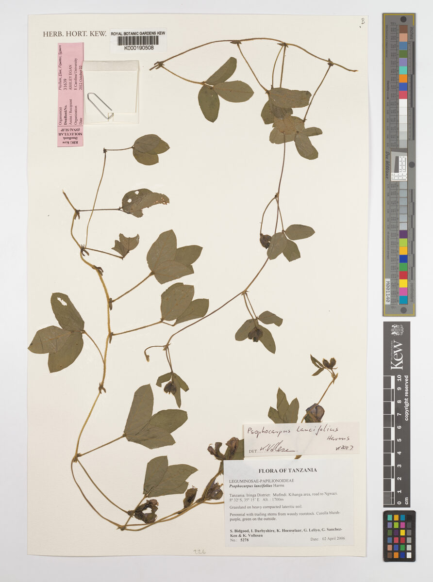 Psophocarpus lancifolius