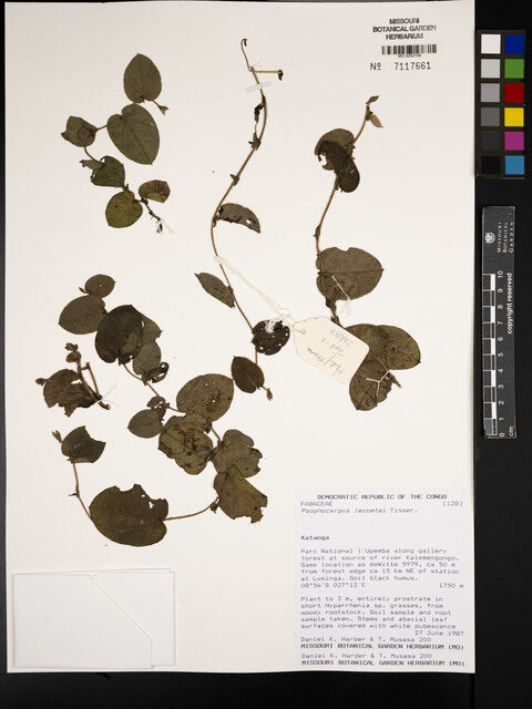 Psophocarpus lecomtei — photo