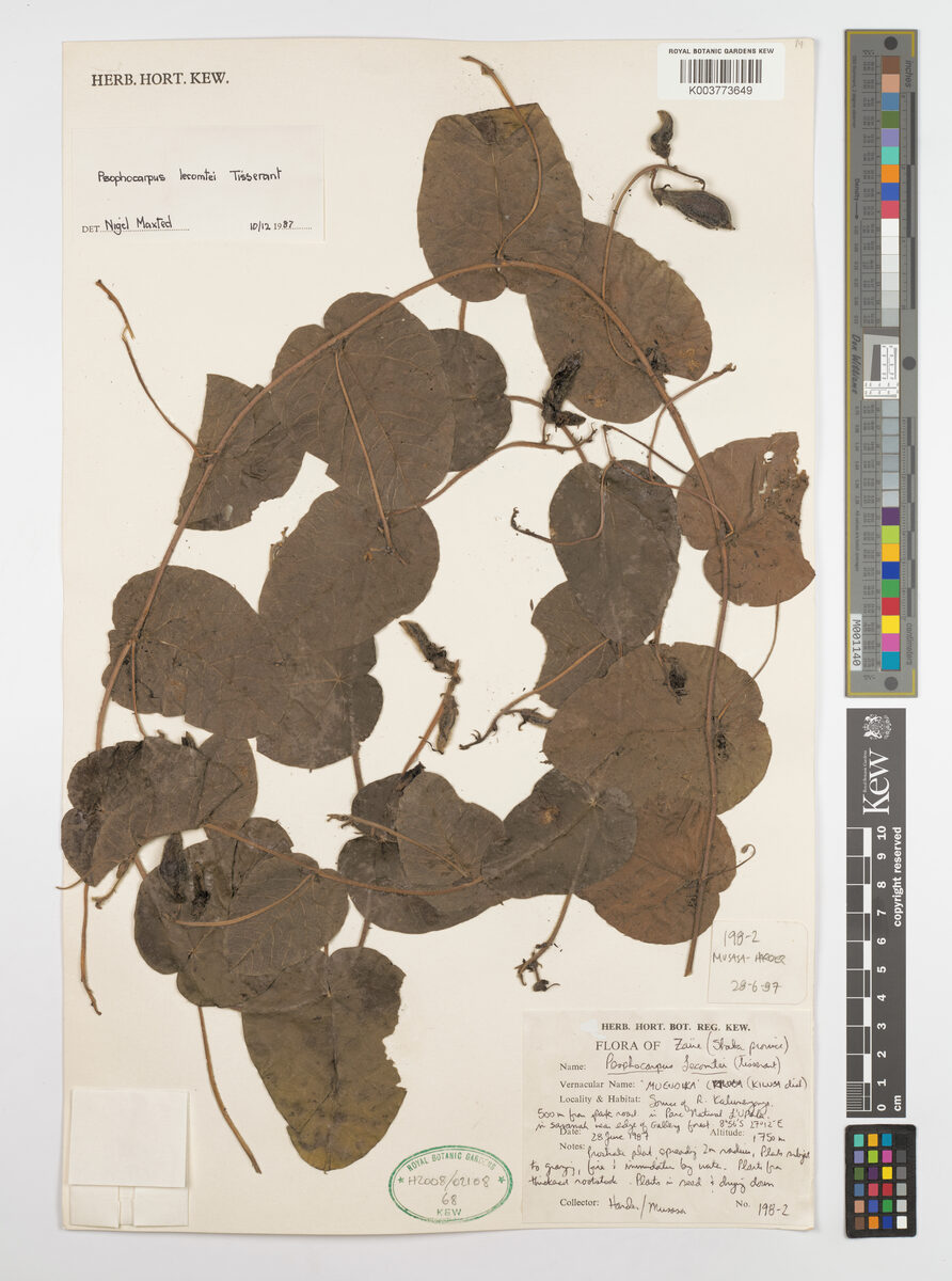 Psophocarpus lecomtei — photo