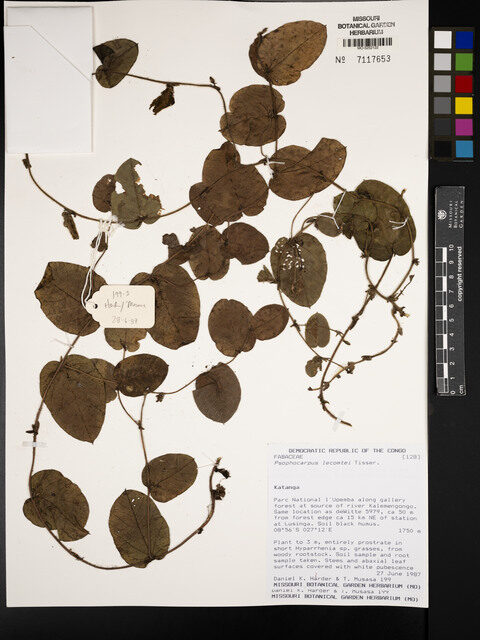 Psophocarpus lecomtei