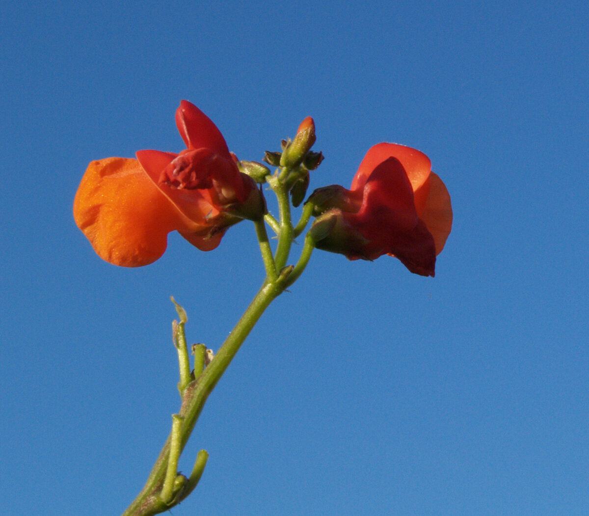 Psophocarpus palustris