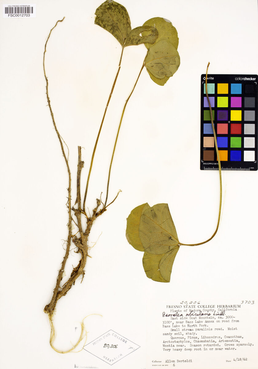 Psoralea orbicularis (Roundleaf Leather Root) — photo