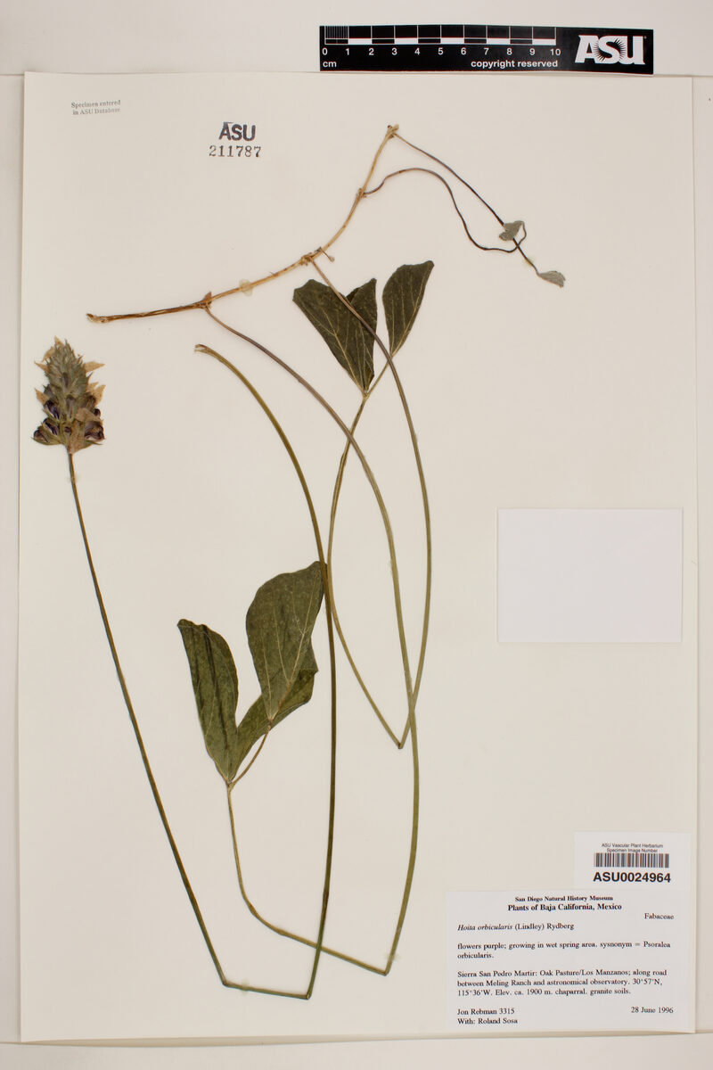Psoralea orbicularis