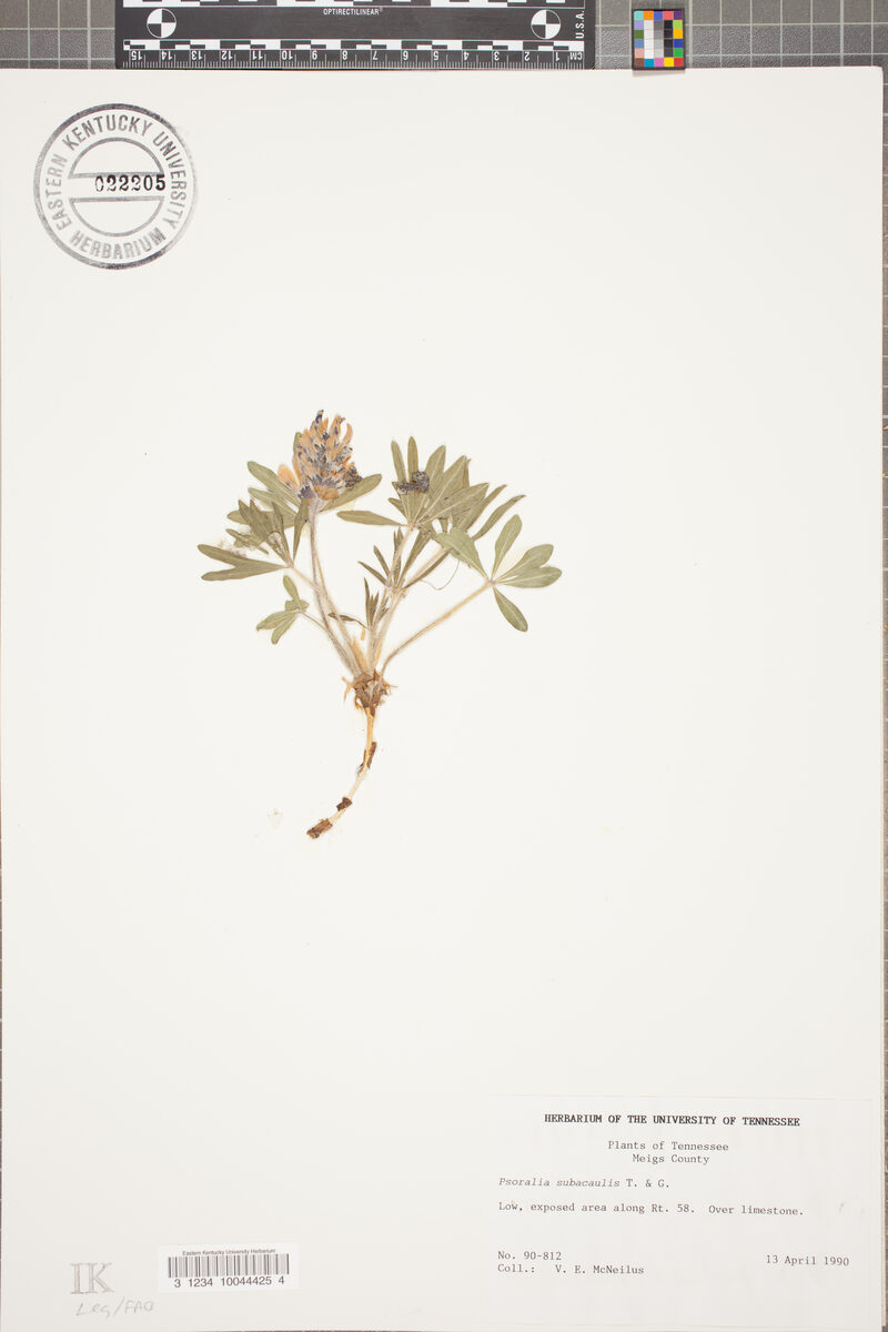 Psoralea subacaulis (Whiterim scurfpea) — photo