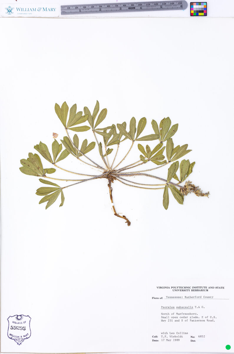 Psoralea subacaulis (Whiterim scurfpea) — photo