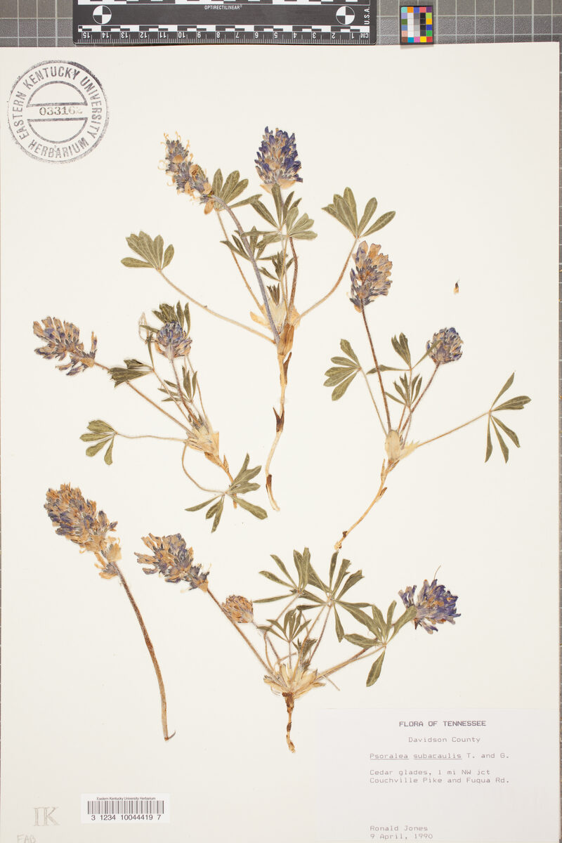 Psoralea subacaulis