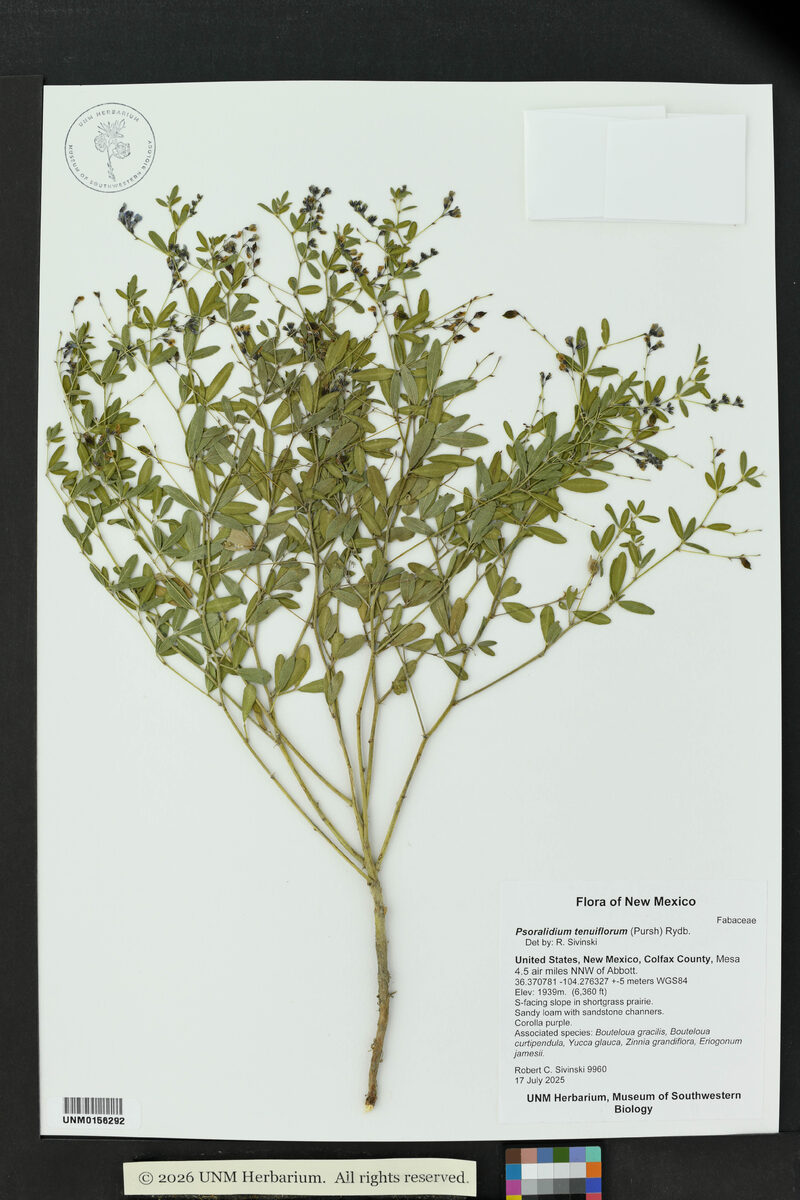 Psoralidium tenuiflorum - (Pursh) A.N.Egan & Reveal (Slender Scurfy Pea) — photo