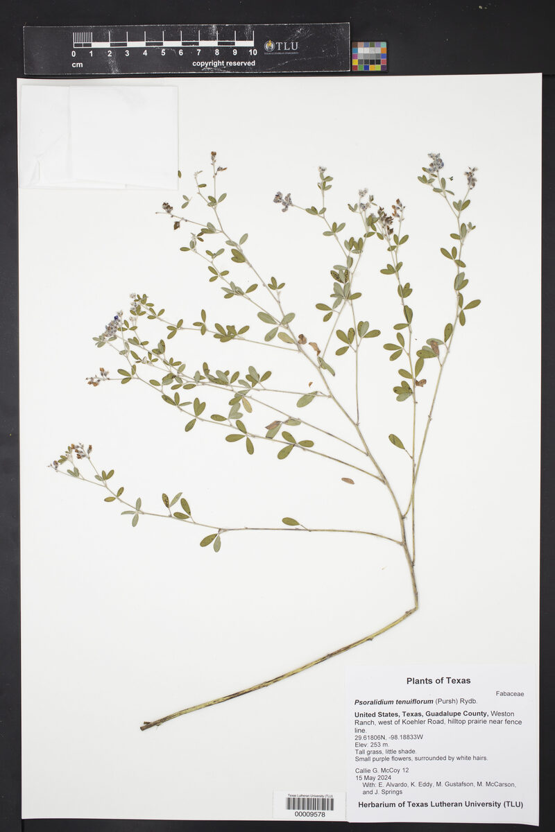 Psoralidium tenuiflorum - (Pursh) A.N.Egan & Reveal (Slender Scurfy Pea) — photo