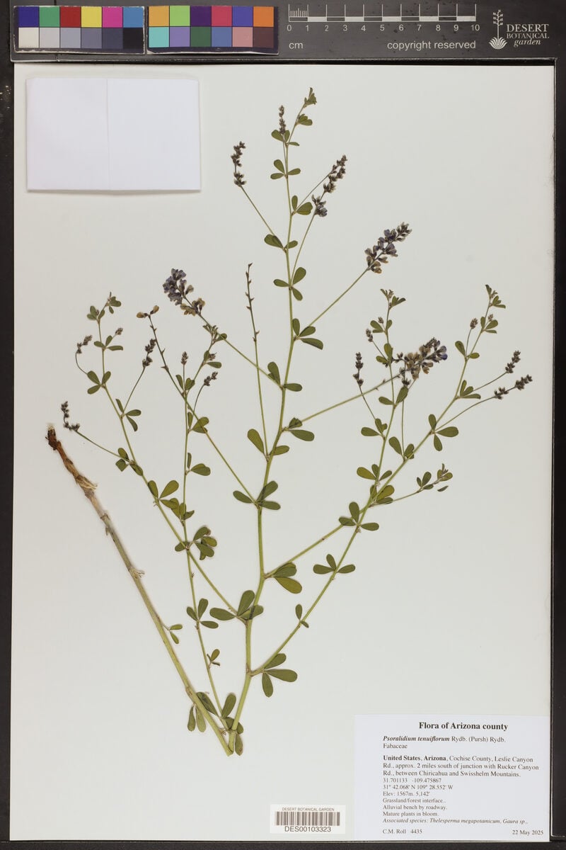 Psoralidium tenuiflorum - (Pursh) A.N.Egan & Reveal
