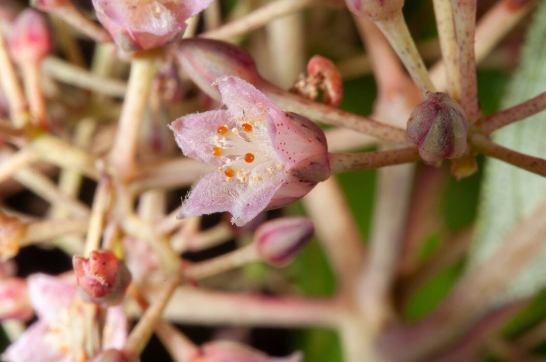 Psorospermum alternifolium — photo