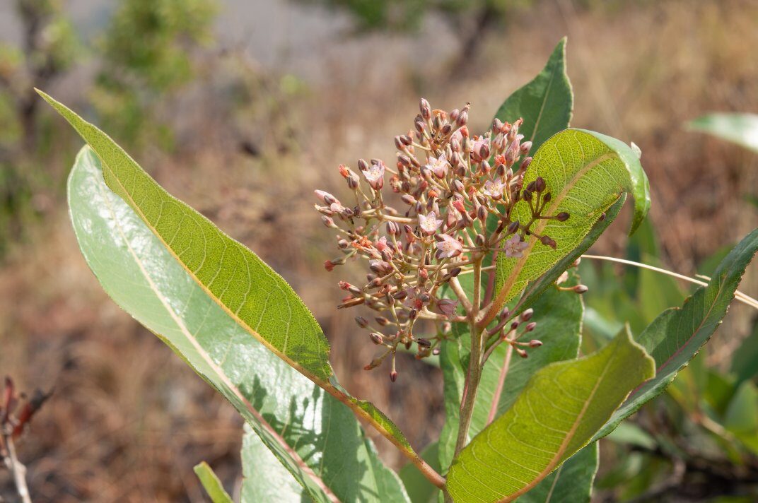 Psorospermum alternifolium — photo