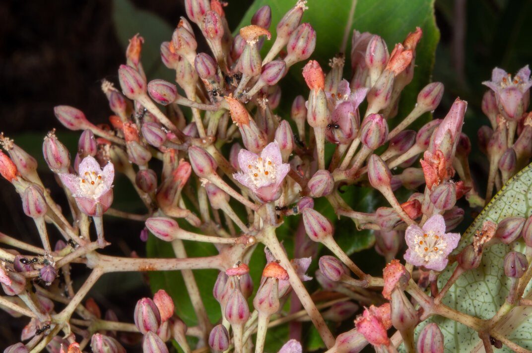Psorospermum alternifolium