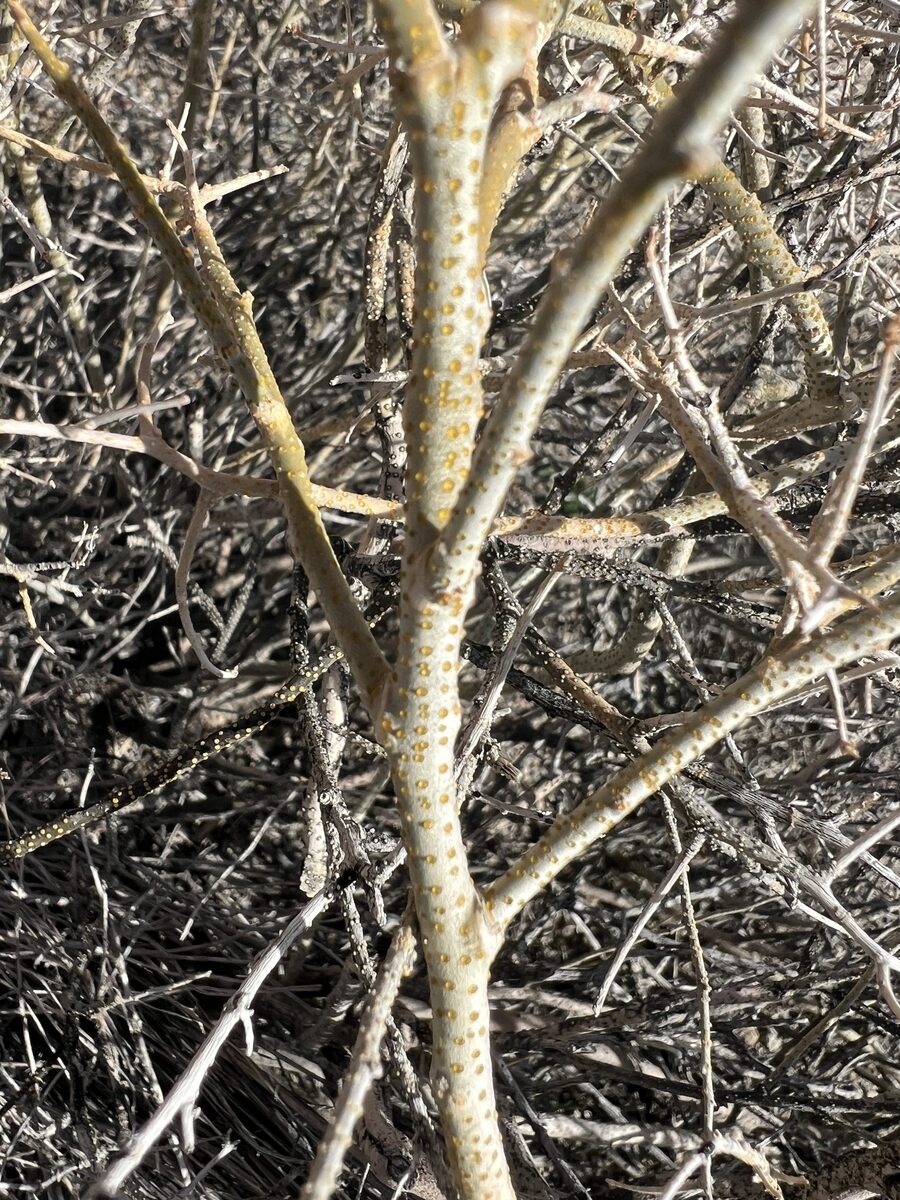 Psorothamnus polydenius - (Torr. ex S.Watson) Rydb. (Nevada smokebush) — photo