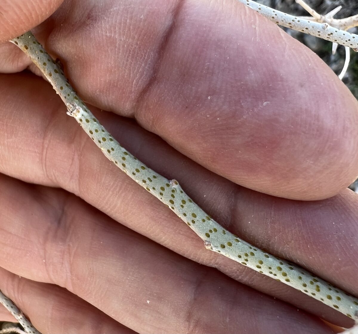 Psorothamnus polydenius - (Torr. ex S.Watson) Rydb. (Nevada smokebush) — photo