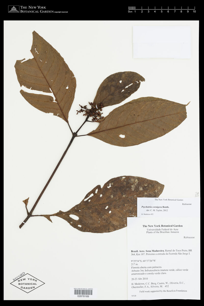 Psychotria cornigera — photo
