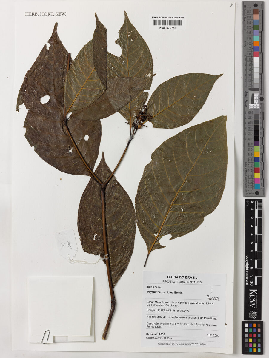 Psychotria cornigera — photo