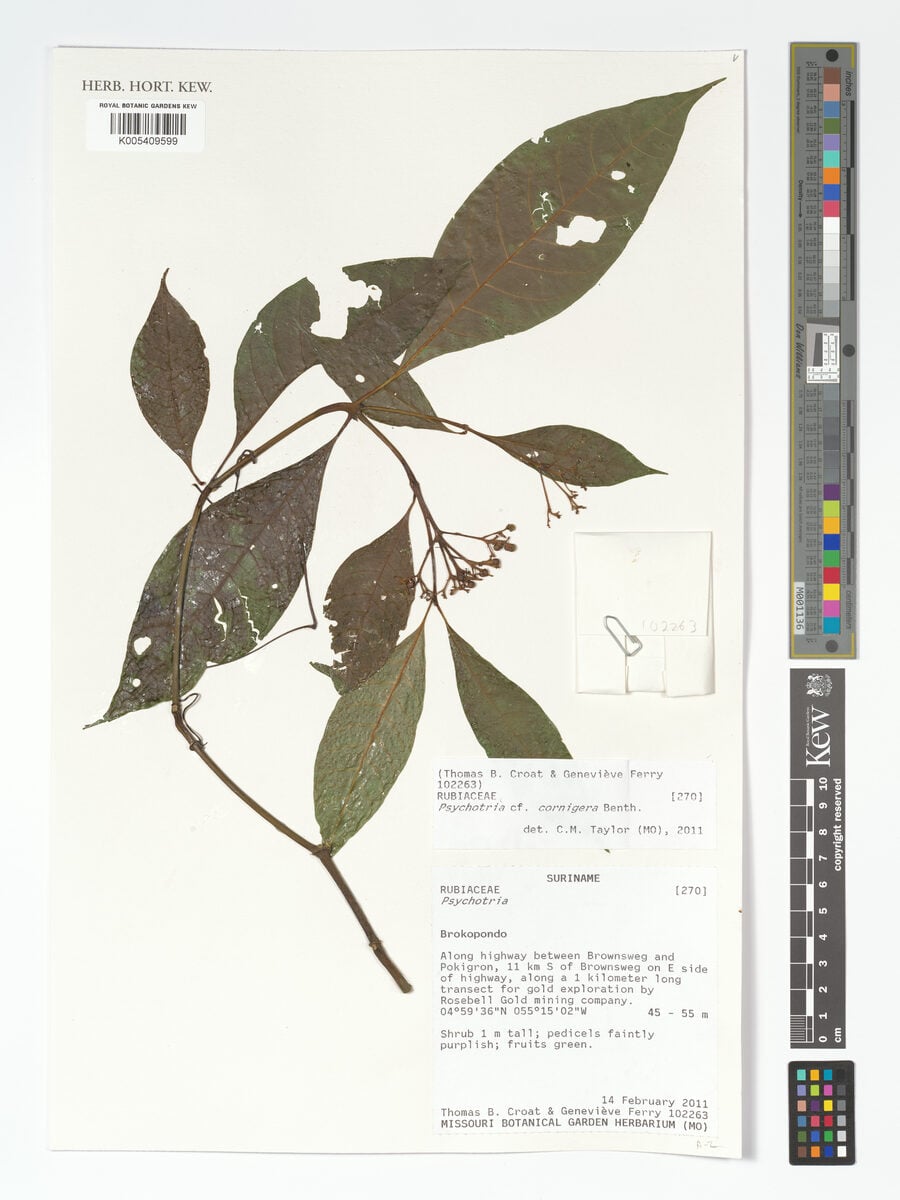 Psychotria cornigera
