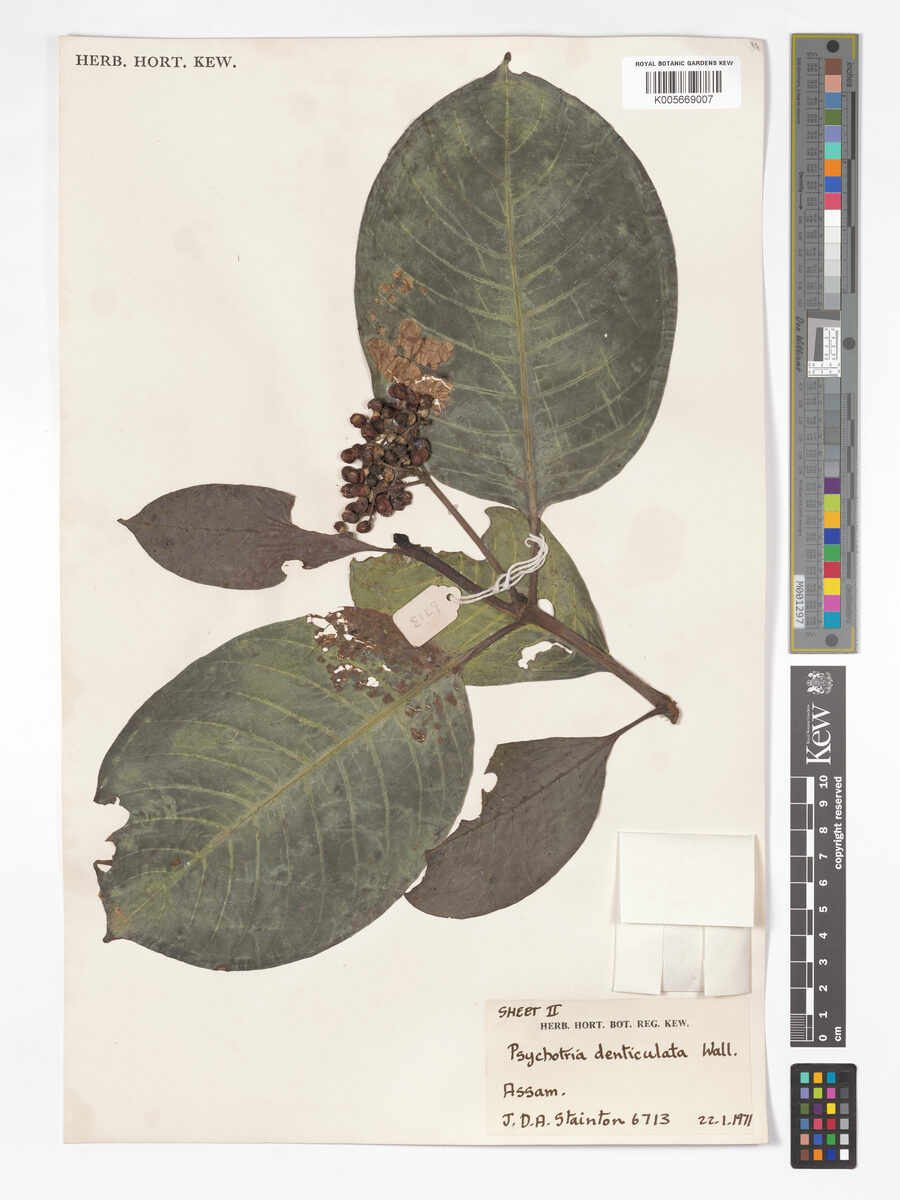 Psychotria denticulata (Sonopincyl) — photo