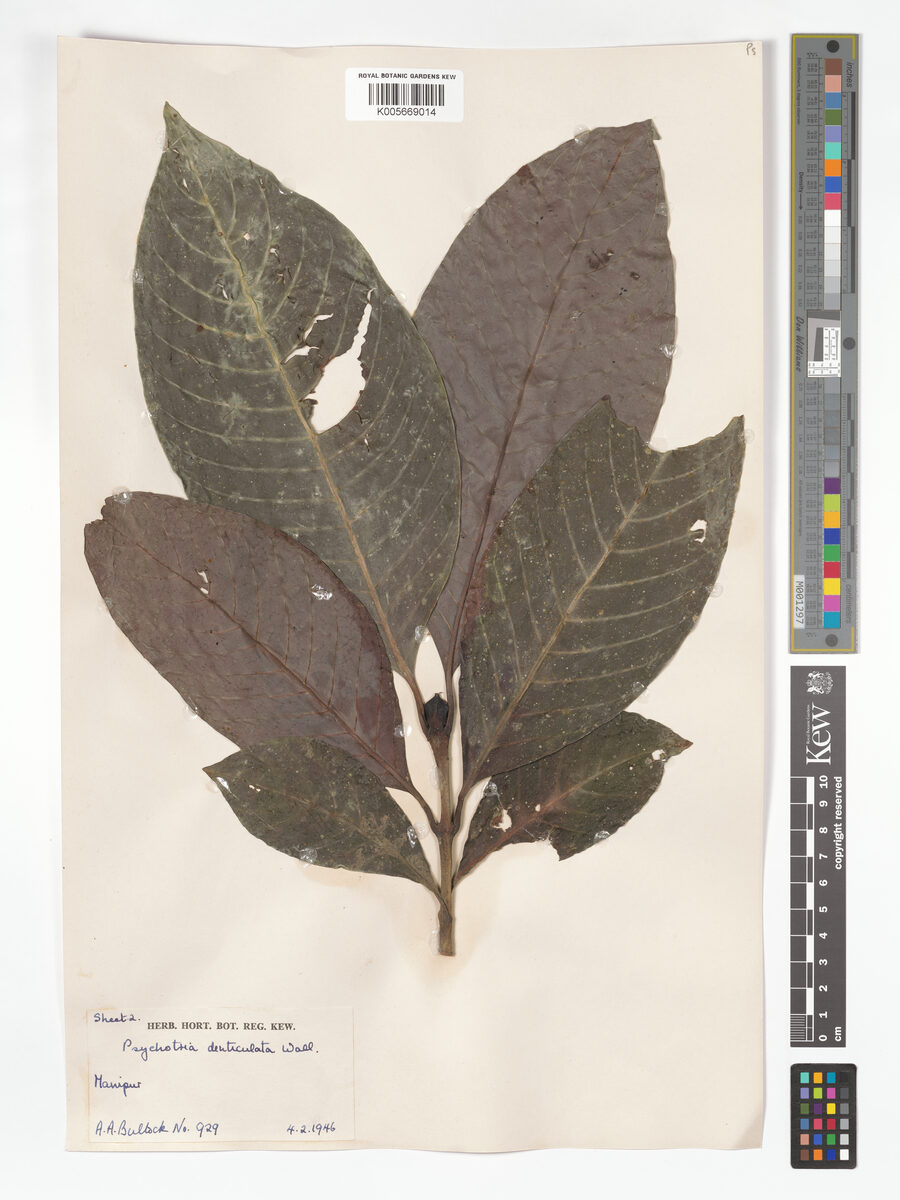 Psychotria denticulata (Sonopincyl) — photo