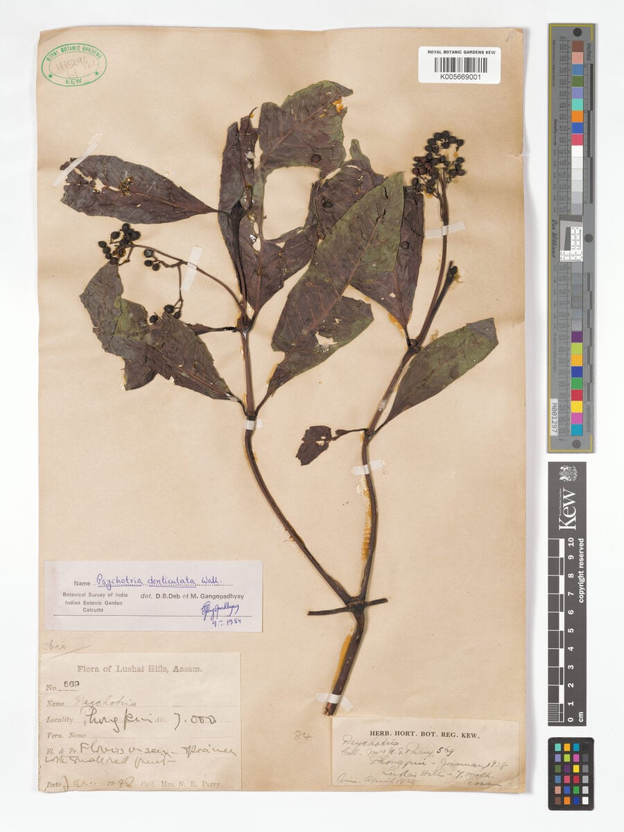 Psychotria denticulata