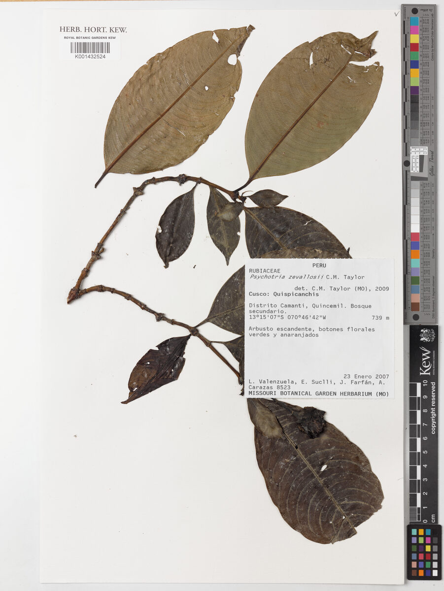 Psychotria zevallosii (Zevallos balsamo) — photo
