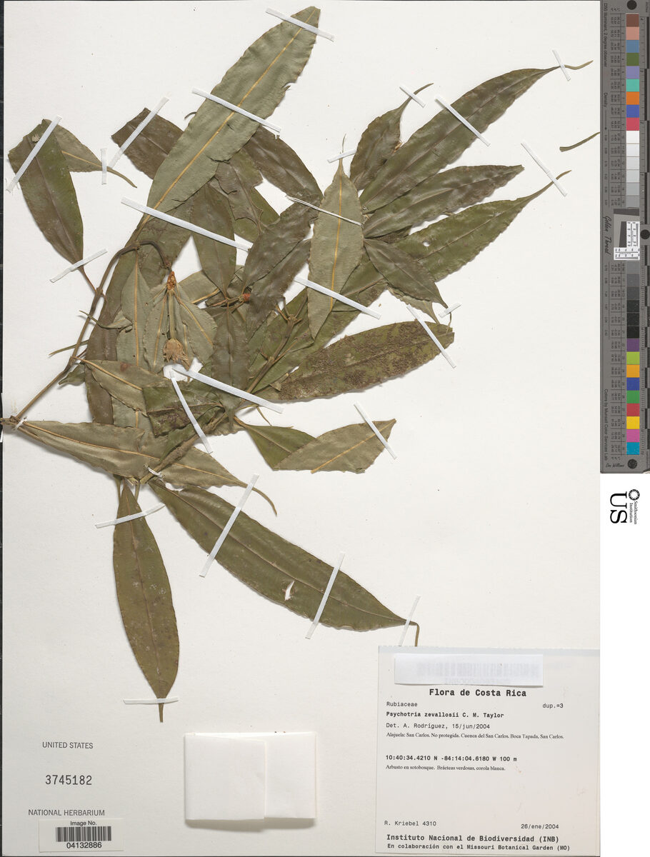 Psychotria zevallosii (Zevallos balsamo) — photo