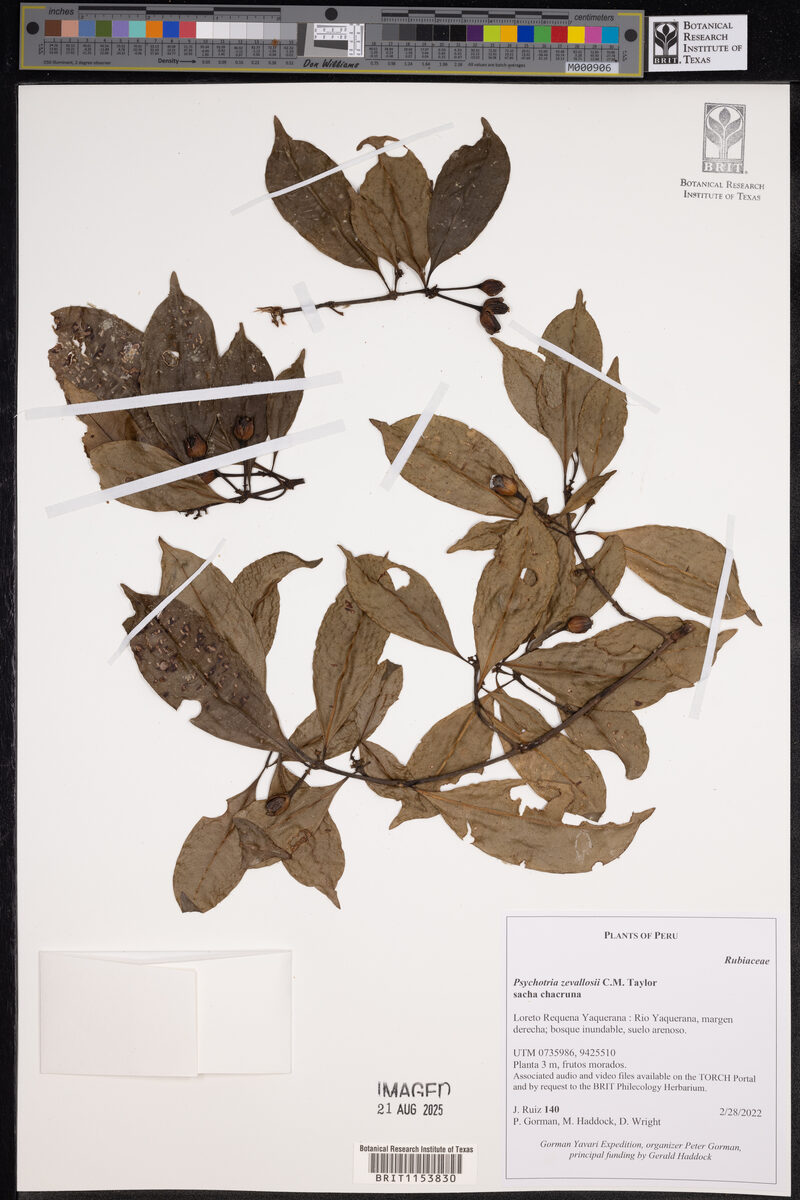 Psychotria zevallosii