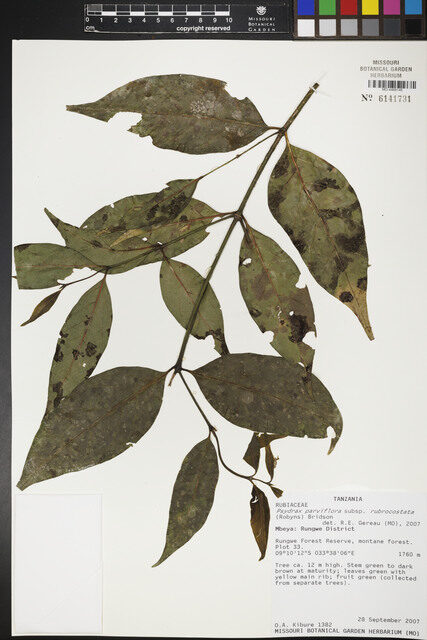 Psydrax parviflora subsp. rubrocostata — photo
