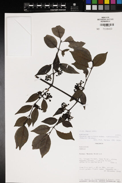 Psydrax parviflora subsp. rubrocostata — photo