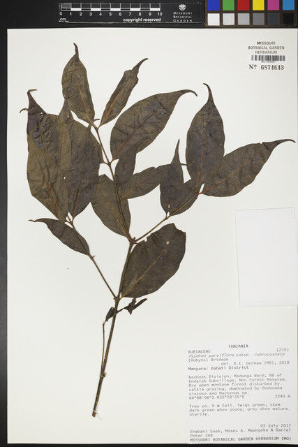 Psydrax parviflora subsp. rubrocostata