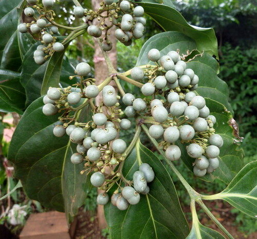 Psydrax parviflorus