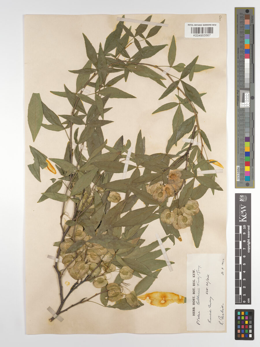 Ptelea baldwinii (Common hoptree) — photo