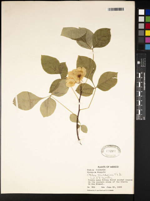 Ptelea baldwinii (Common hoptree) — photo