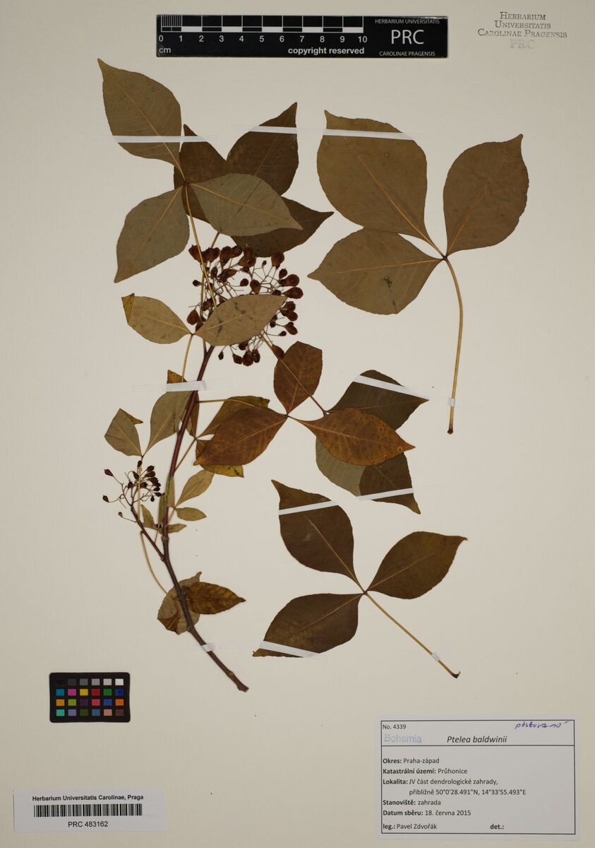 Ptelea baldwinii