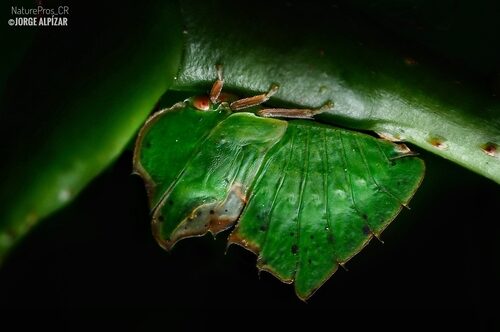 Ptelea trifoliata mollis (Hop Tree) — photo