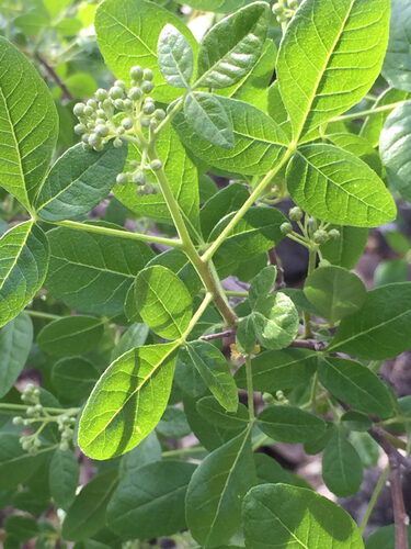 Ptelea trifoliata mollis
