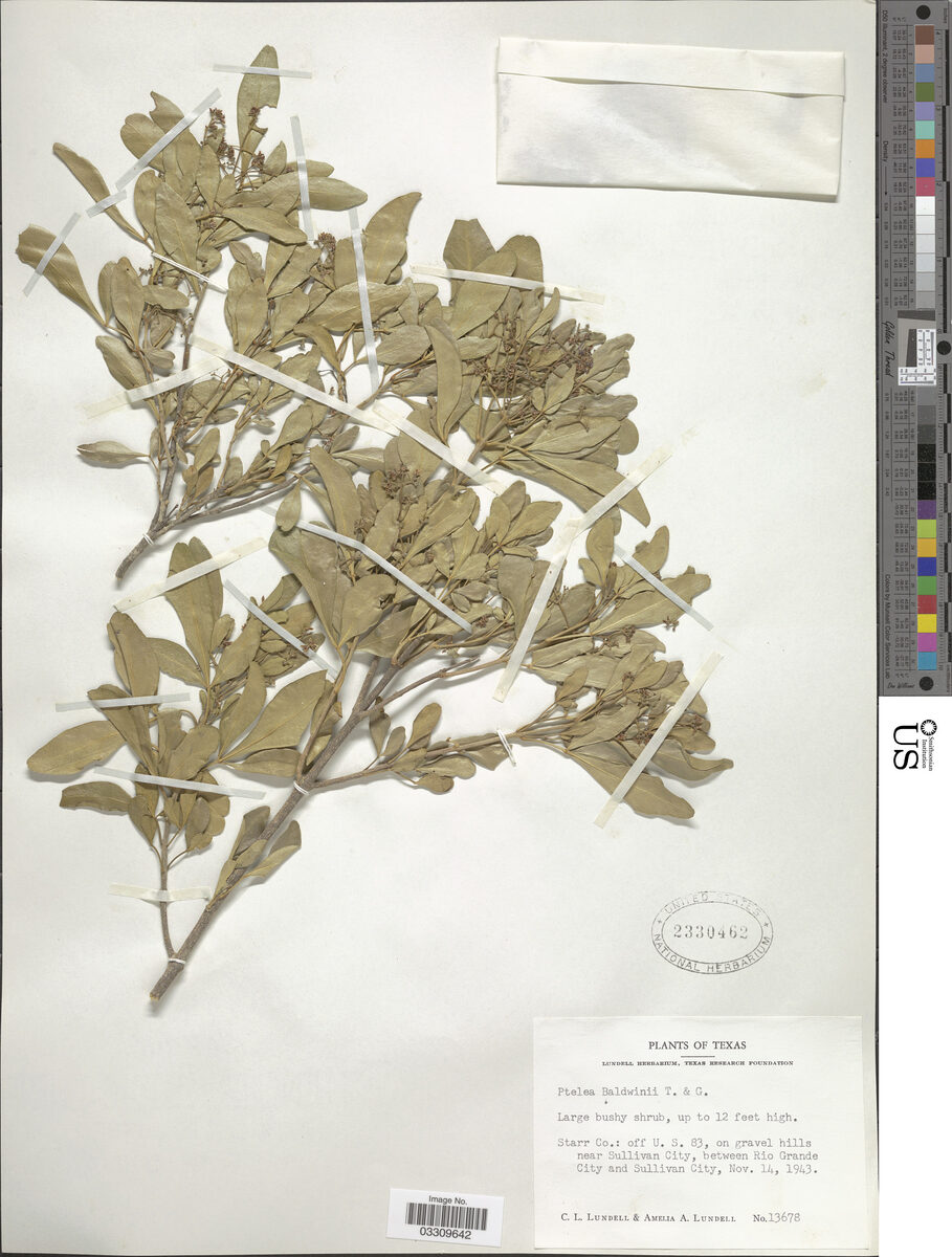 Ptelea trifoliata var. baldwinii — photo