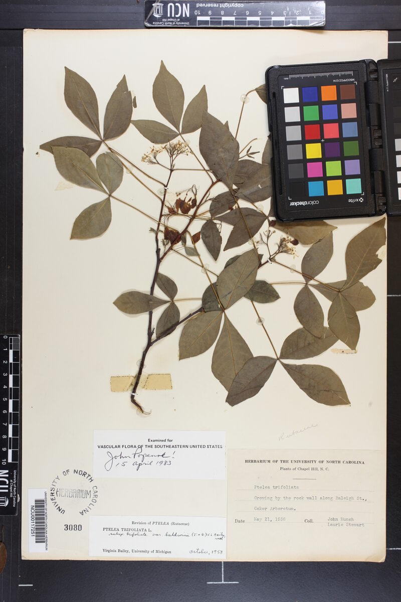 Ptelea trifoliata var. baldwinii — photo