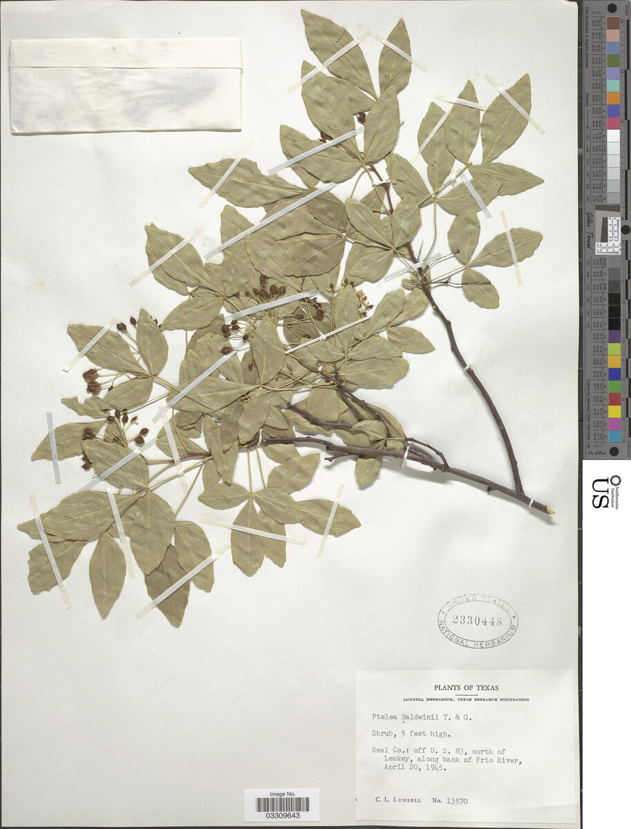 Ptelea trifoliata var. baldwinii