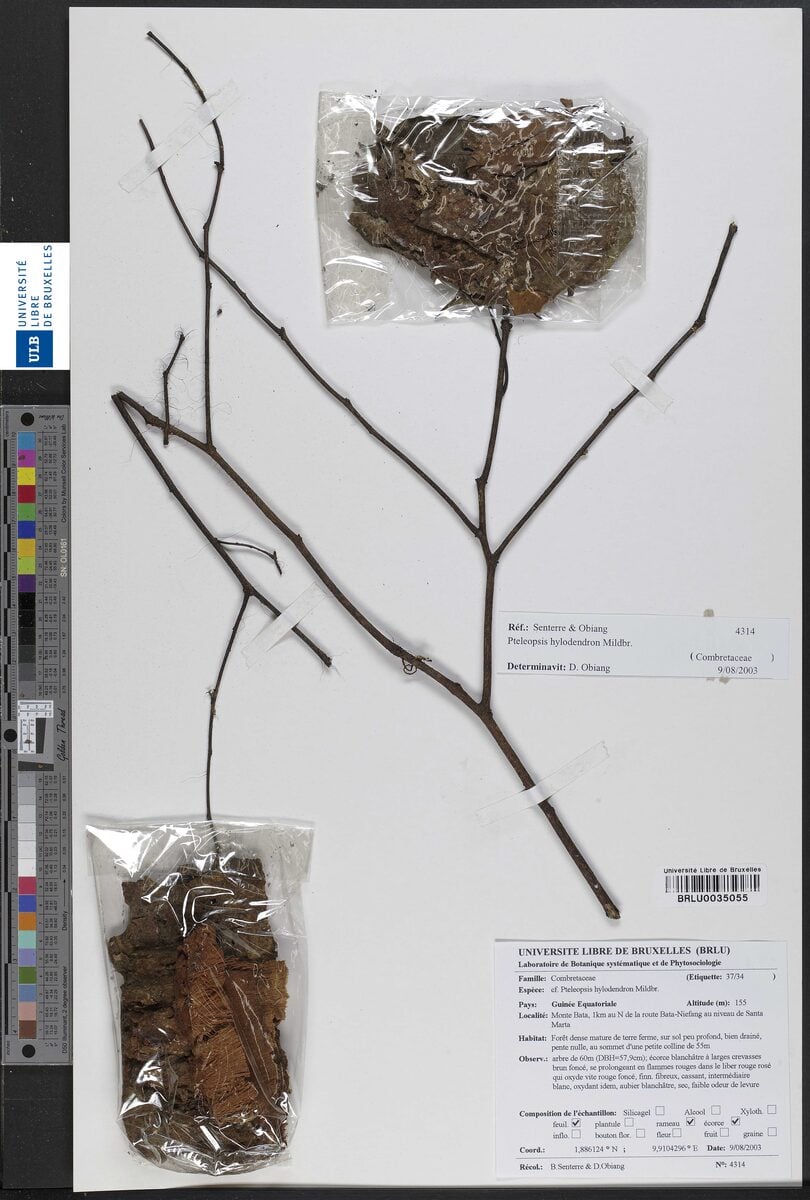 Pteleopsis hylodendron — photo