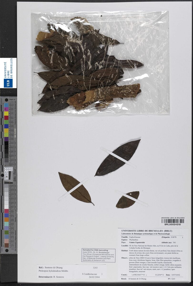 Pteleopsis hylodendron — photo