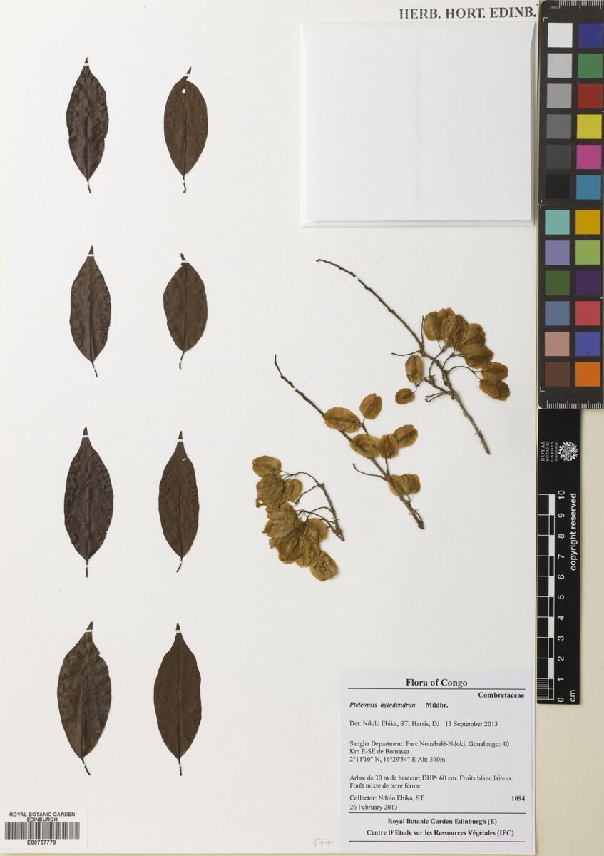 Pteleopsis hylodendron