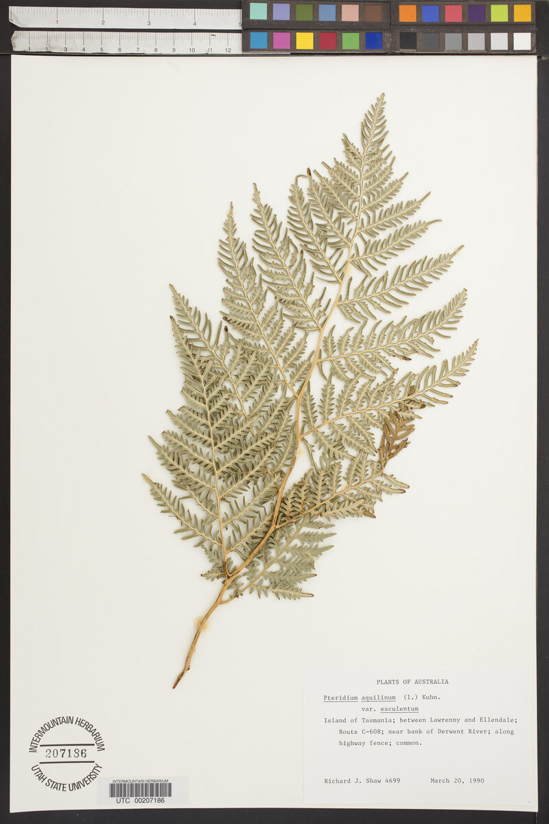 Pteridium aquilinum esculentum (Bracken) — photo