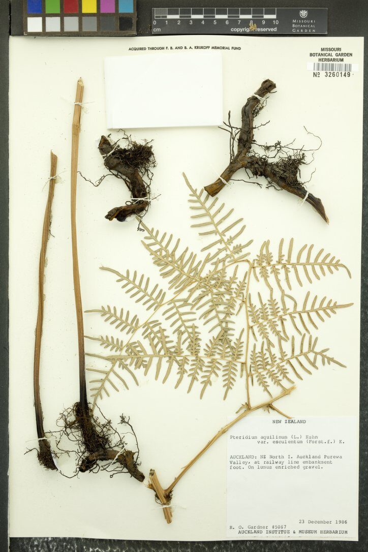 Pteridium aquilinum esculentum (Bracken) — photo