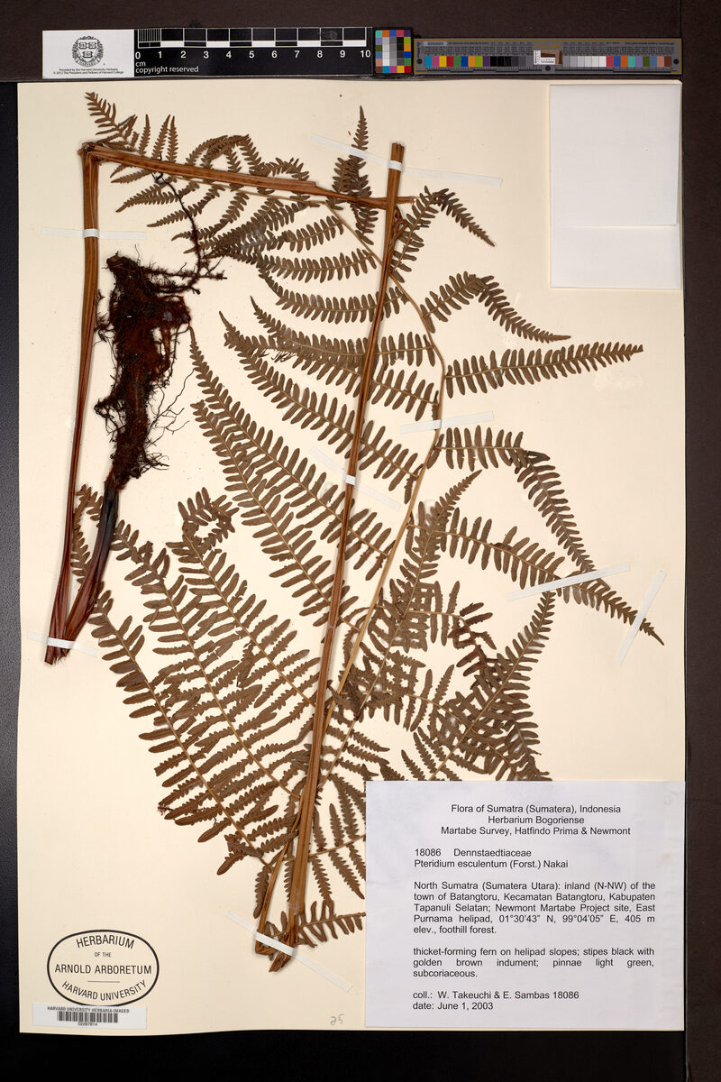 Pteridium aquilinum esculentum