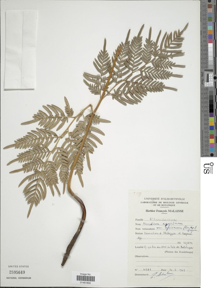 Pteridium aquilinum var. africanum (Bracken fern tips) — photo