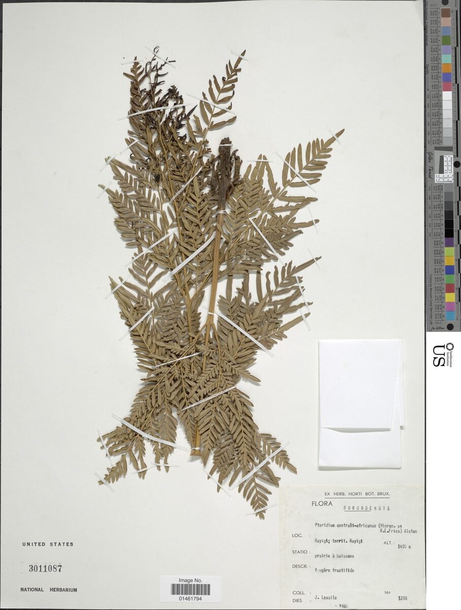 Pteridium aquilinum var. africanum (Bracken fern tips) — photo