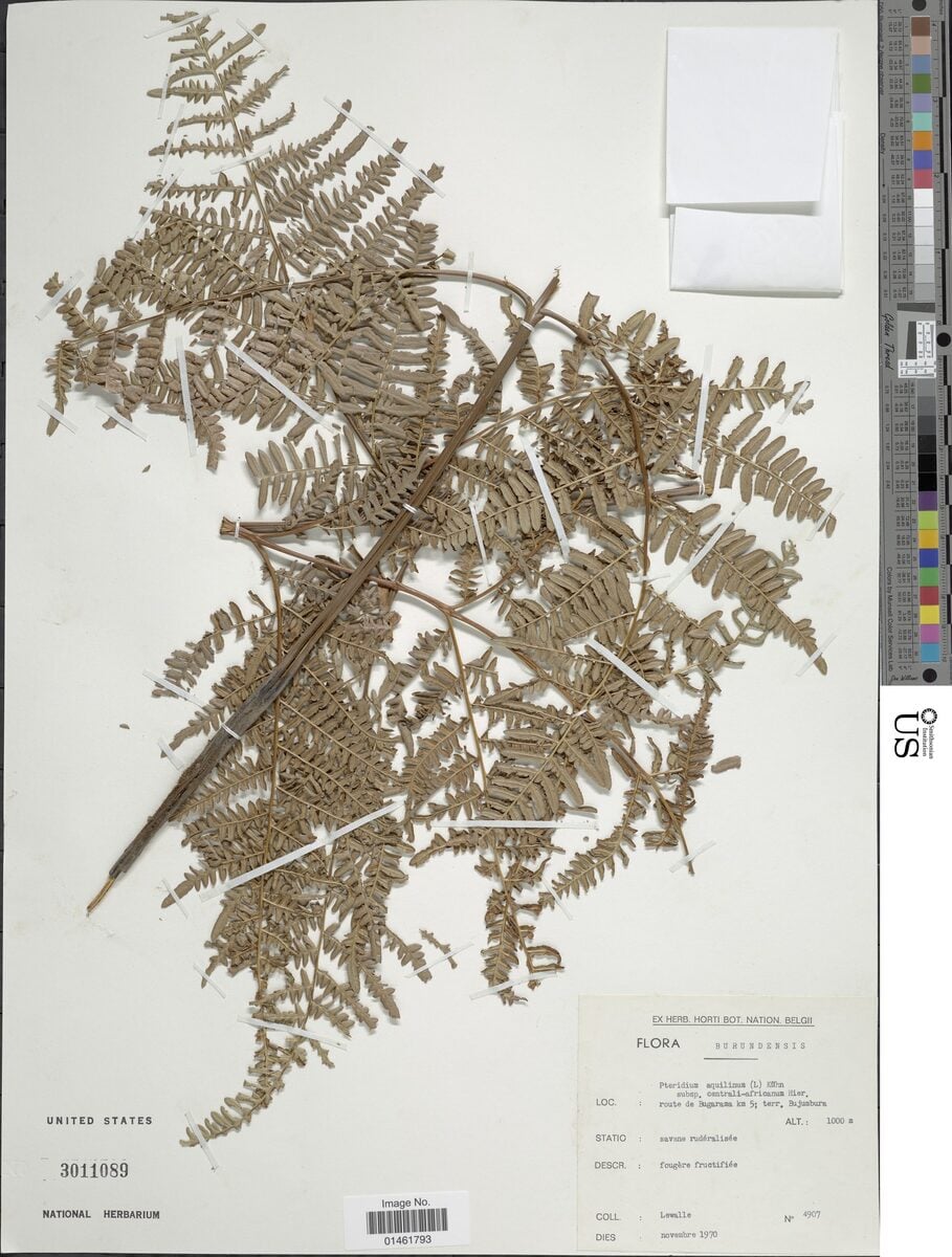Bracken fern tips