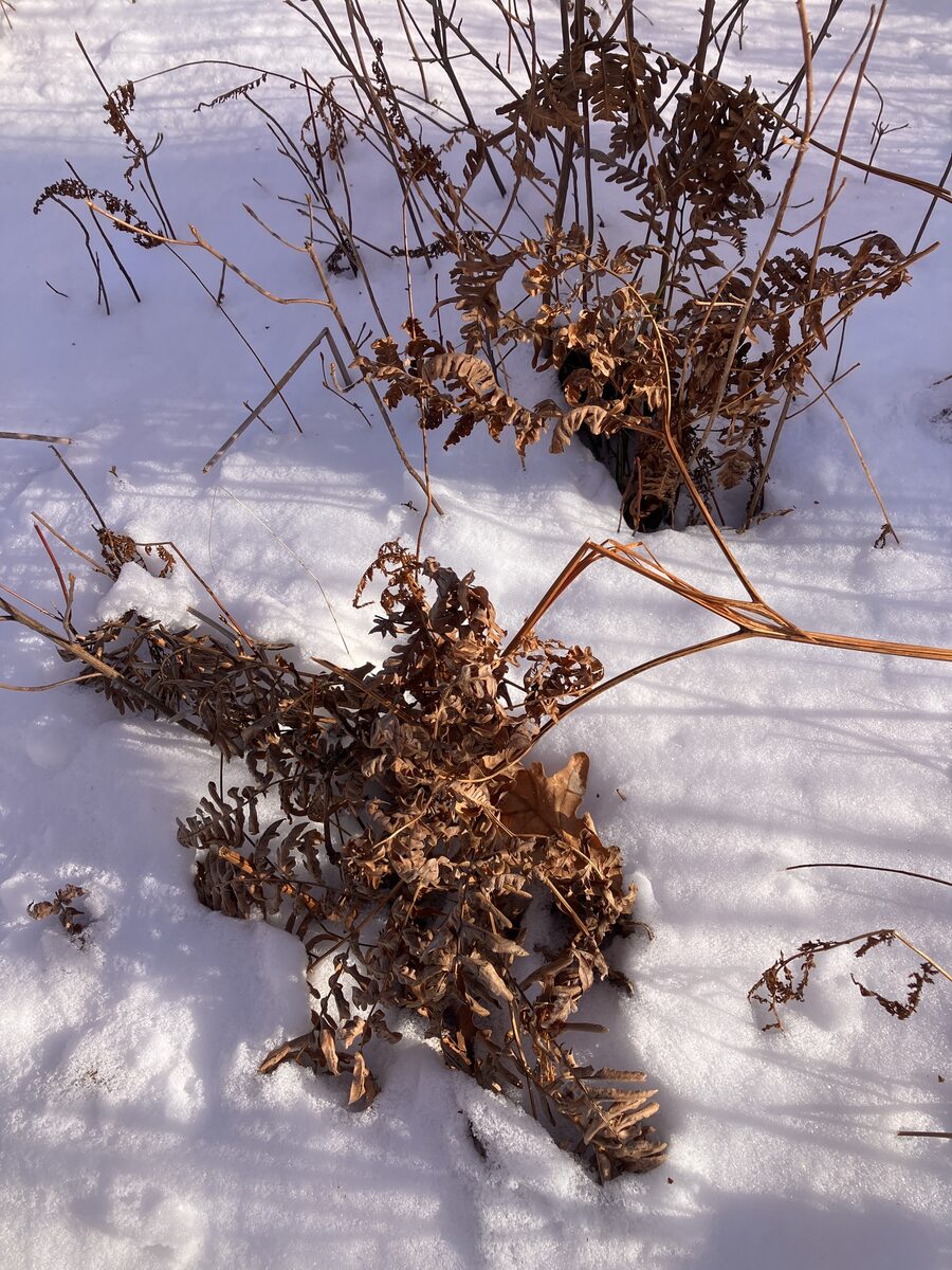 Pteridium aquilinum var. latiusculum (Eastern bracken) — photo