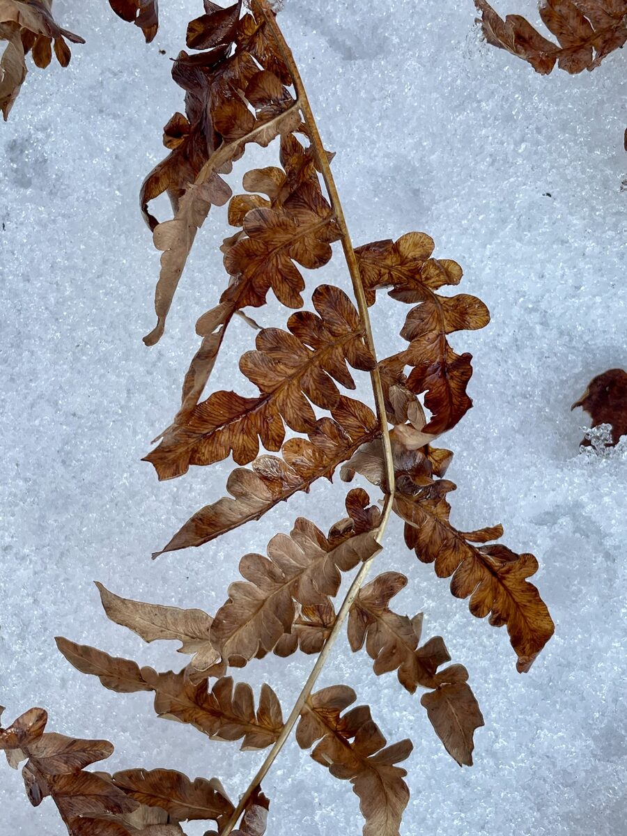 Pteridium aquilinum var. latiusculum (Eastern bracken) — photo